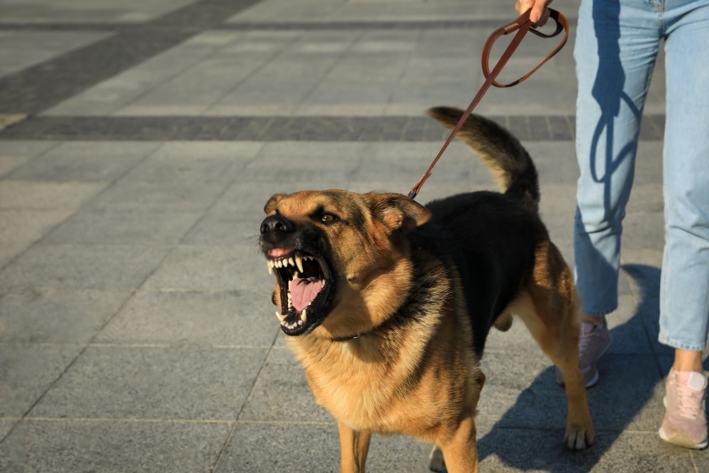 dog bite attorney